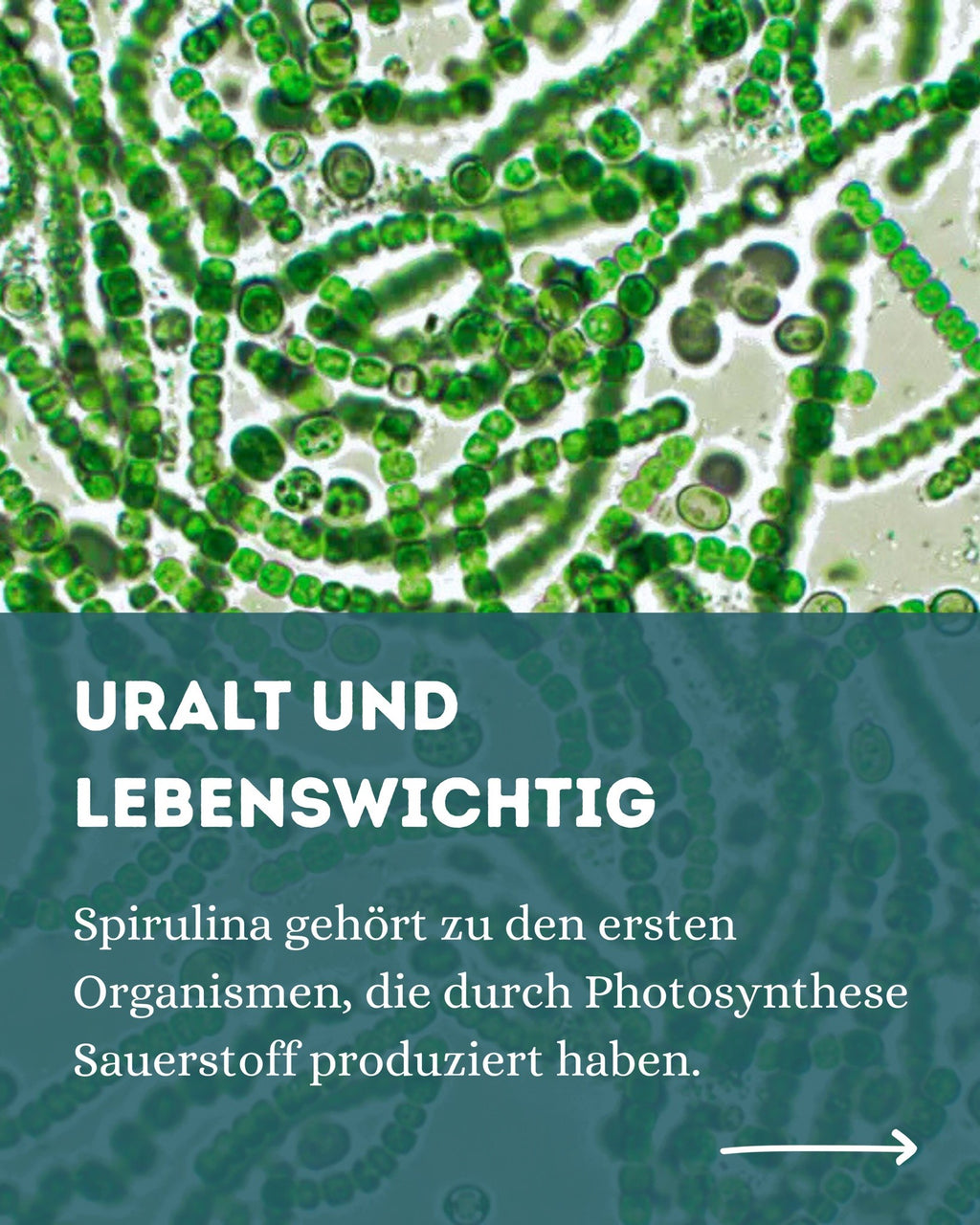 Deutsche Bio-Spirulina