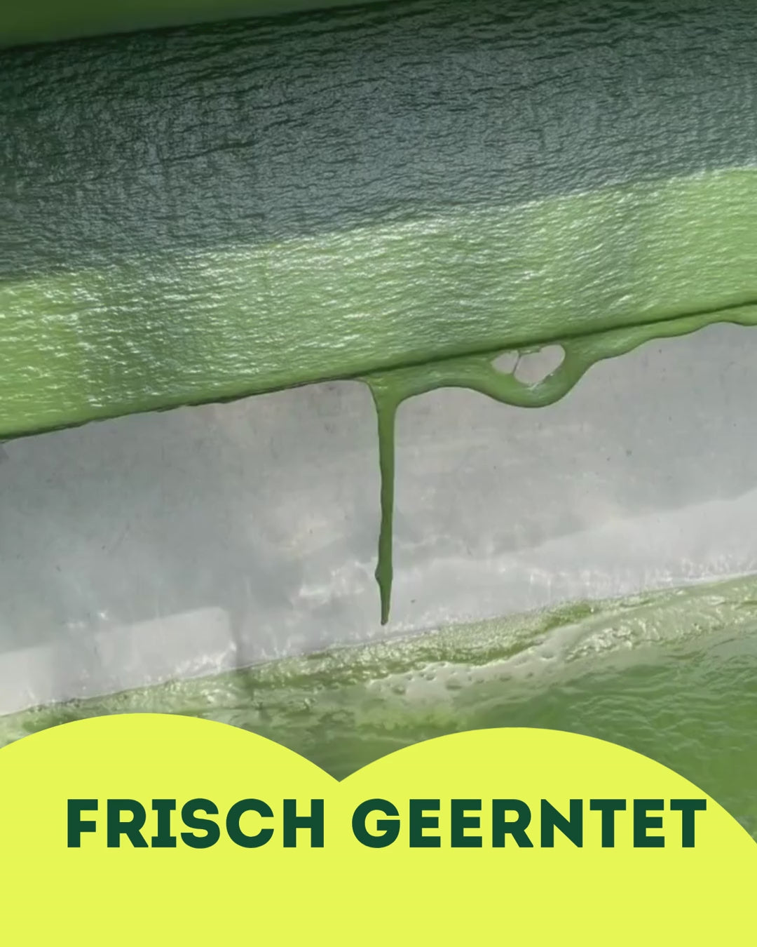 Deutsche Bio-Spirulina